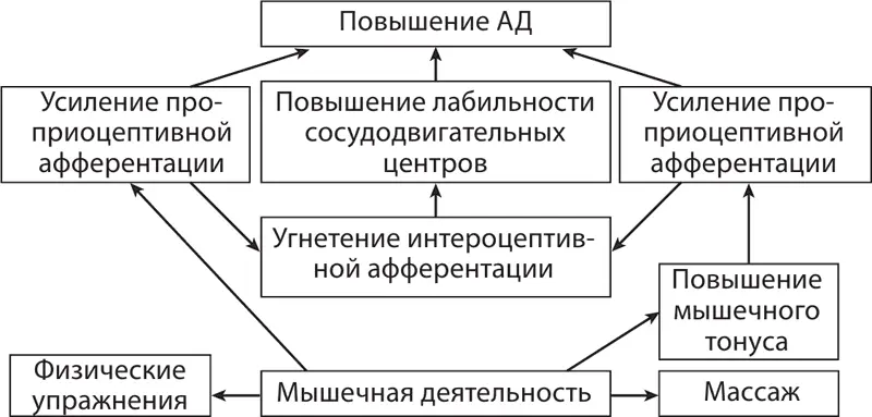 Схема 1Прессорное влияние мышечной деятельности Темкин И Б План массажа - фото 132