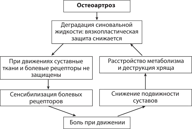 Схема 2Развитие деформирующего остеоартроза Диагноз любой формы артроза ставят - фото 152