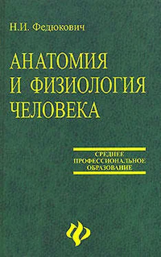 Н. Федюкович Анатомия и физиология человека: Учебное пособие. обложка книги