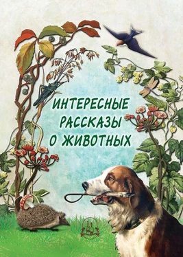 Н. Рудакова Интересные рассказы о животных обложка книги