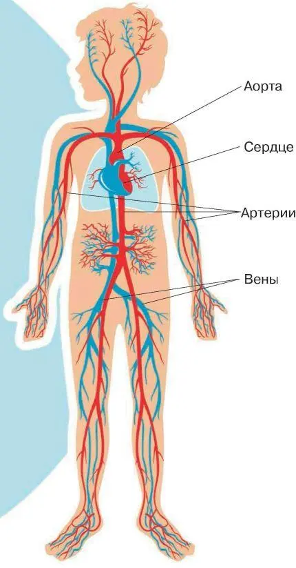 Помогает двигаться крови по организму сердцеОно работает как насос За год оно - фото 51