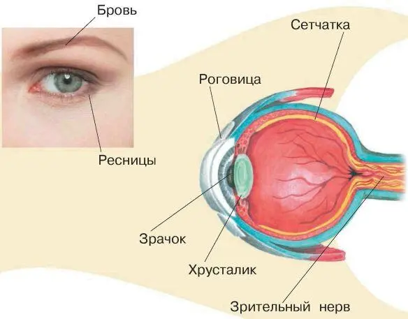 Глаза нужно беречь с детства Запомни некоторые правила читай при хорошем - фото 60