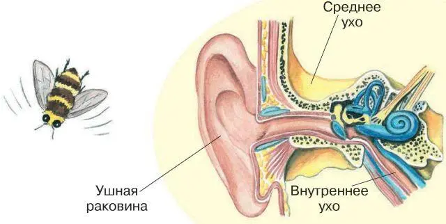 Обоняние Пища которой мы питаемся должна быть свежей Судить о её качестве - фото 62
