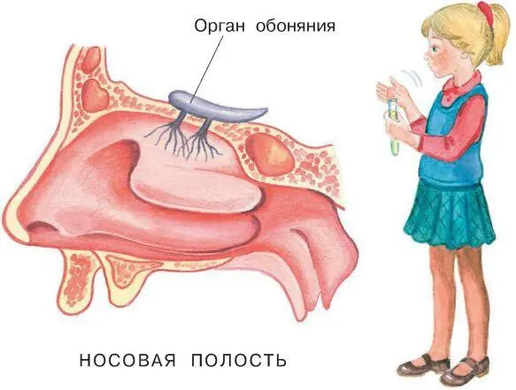 Вкус Прежде чем мы проглотим пищу и она попадёт в желудок языкеё проверяет - фото 63