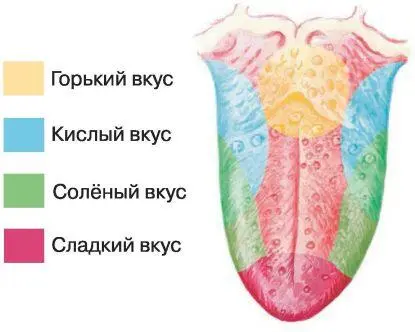 Вкусовые зоны Осязание Кожа орган который не только нас защищает Это ещё и - фото 64
