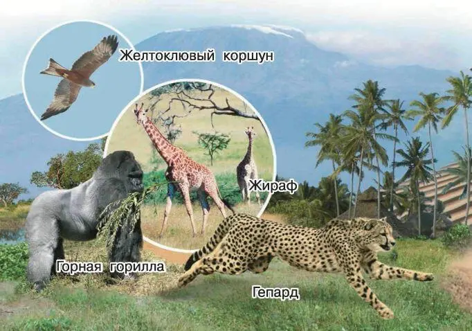 По мере удаления от экватора климат на материке становится суше леса сменяются - фото 53