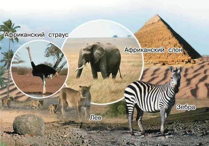 Населяют Африку многочисленные народы с тёмным цветом кожи и курчавыми - фото 54