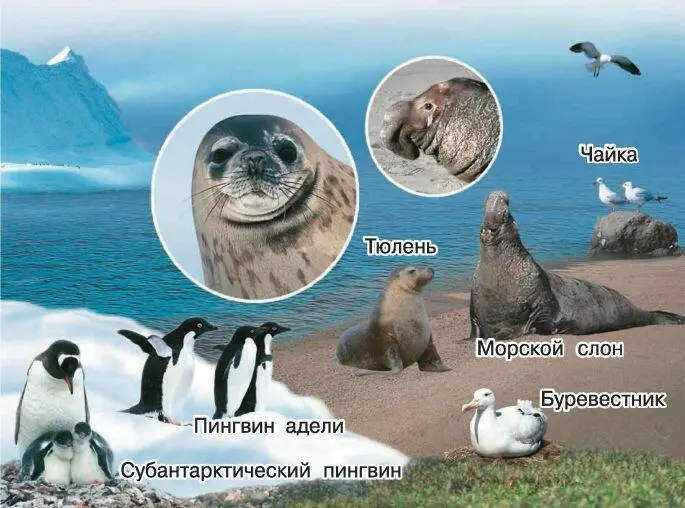 Больше всего на побережье чаек и буревестников Многие птицы прилетают сюда - фото 76