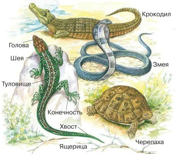 Тело пресмыкающихся состоит из головы шеи туловища конечностей хвоста Змеи - фото 91