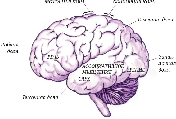 Рис 4Функции долей коры полушарий мозга Наблюдения за работой различных зон - фото 4