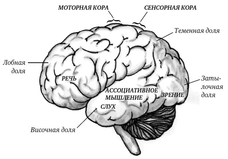 Рис 4 Функции долей коры полушарий мозга Лобные доли дирижер нашего - фото 4