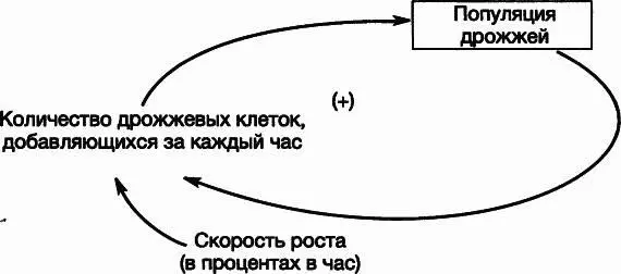 Рис 24Контур обратной связи при росте популяции дрожжей существующих клеток - фото 14