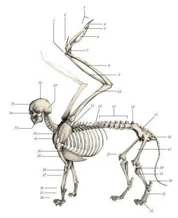 иллюстрация 1 1 Radial carpal 2 1st finger 3 Phalanges 4 2nd finger - фото 11