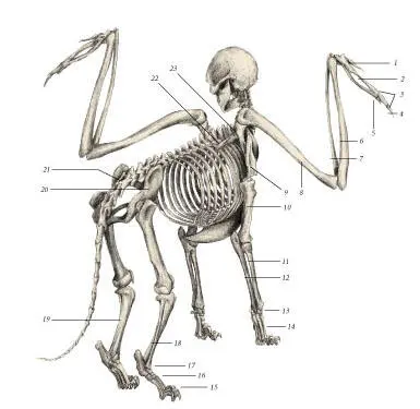 иллюстрация 3 1 1st finger 2 Carpometacarpus 3 Phalanges 4 2nd - фото 13