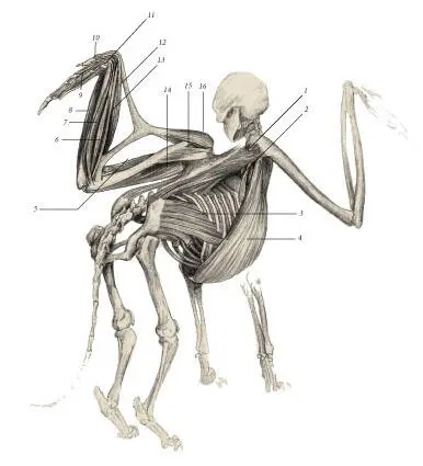 иллюстрация 4 1 Latissimus dorsi 2 Serratus posterior 3 Obliquus - фото 14