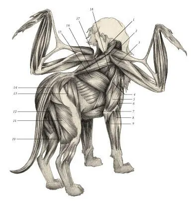 иллюстрация 5 1 Brachiocephalicus 2 Tensor propatagialis 3 Deltoid - фото 15