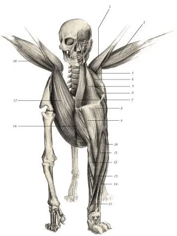 иллюстрация 7 1 Tensor propatagialis 2 Biceps brachii 3 Pectoralis - фото 17