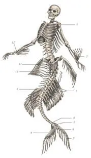 иллюстрация 2 1 Intercostalis externus 2 Adductor ulnaris 3 Soft ray - фото 19