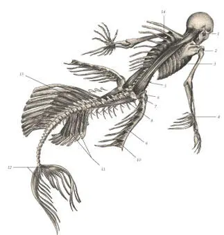 иллюстрация 4 1 Splenius capitis 2 Scapula 3 Transversospinalis 4 - фото 21