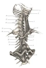 иллюстрация 7 1 Rib 2 Intercostalis internus 3 Quadratus lumborum 4 - фото 24