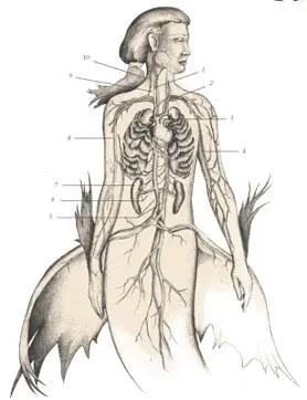 иллюстрация 9 1 Carotid artery 2 Subclavian vein 3 Aorta 4 Brachial - фото 26