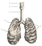 иллюстрация 10 1 Hyoid bone 2 Larynx 3 Trachea 4 Bronchus 5 Gill - фото 27