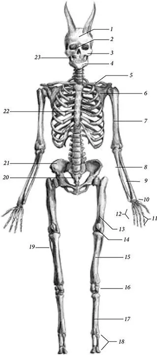 иллюстрация 3 1 Frontal bone 2 Nasal bone 3 Zygomatic arch 4 - фото 32