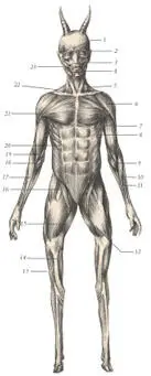 иллюстрация 4 1 Frontalis 2 Orbicularis 3 Levator labii superioris 4 - фото 33