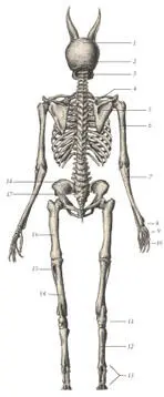 иллюстрация 5 1 Parietal 2 Occipital 3 Mandibula 4 Clavicle 5 - фото 34