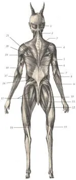 иллюстрация 6 1 Occipitalis 2 Sternomastoid 3 Trapezius 4 Deltoideus - фото 35