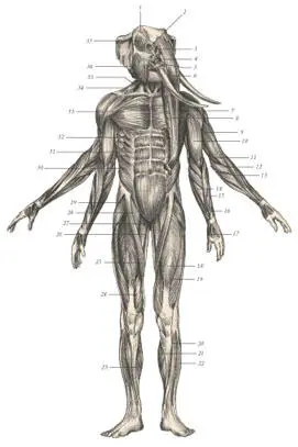 иллюстрация 2 1 Occipito frontalis 2 Supraorbicularis 3 Nasalis 4 - фото 48