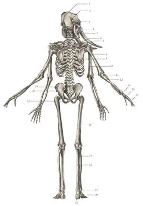 иллюстрация 3 1 Parietal bone 2 Temporal bone 3 Zygomatic arch 4 - фото 49