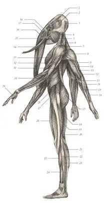 иллюстрация 6 1 Occipitofrontalis 2 Temporalis 3 Occipitalis 4 - фото 52