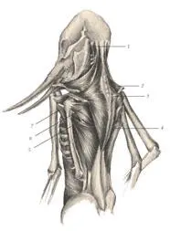 иллюстрация 9 1 Sternocleidomastoideus 2 1st trapezius 3 2nd trapezius - фото 55