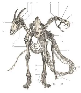 иллюстрация 3 1 Occipital bone 2 Mandibula 3 Pterygoid 4 - фото 61