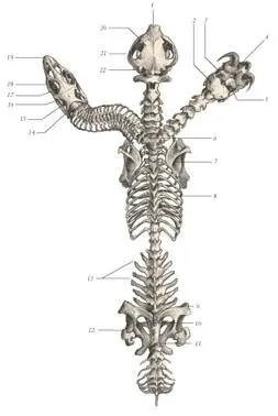 иллюстрация 5 1 Insicival bone 2 1st cervical vertebra 3 Parietal bone - фото 63