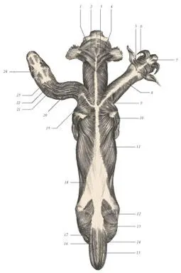 иллюстрация 6 1 Parietoauricularis 2 Occipitalis 3 Cervicoauricularis - фото 64