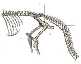 иллюстрация 7 1 Sacrum 2 Pelvis 3 Caudal vertebra 4 Femur 5 - фото 65