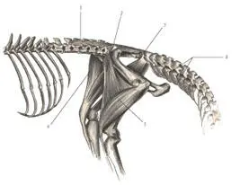 иллюстрация 8 1 Longissimus dorsi 2 Tensor fasciae latae 3 Adductor - фото 66