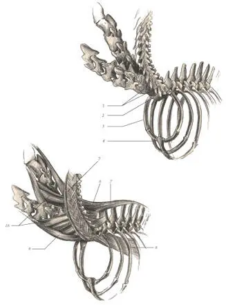иллюстрации 9 и 10 1 7th cervical vertebra 2 Trithoracic vertebra 3 - фото 67
