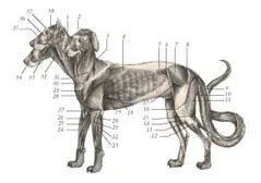 иллюстрация 2 1 Brachiocephalicus 2 Frontoscutularis 3 Trapezius 4 - фото 69