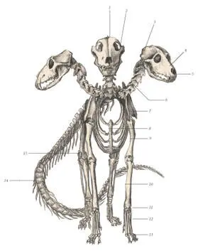 иллюстрация 3 1 Nuchal crest 2 Zygomatic arch 3 Temporal bone 4 - фото 70