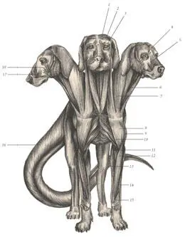 иллюстрация 4 1 Frontoscutularis 2 Temporalis 3 Orbicularis oculi 4 - фото 71