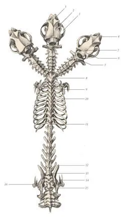 иллюстрация 5 1 Frontal bone 2 Parietal bone 3 Zygomatic arch 4 - фото 72