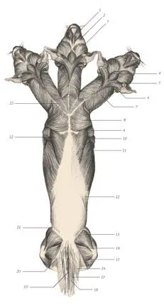 иллюстрация 6 1 Levator nasolabialis 2 Malaris 3 Frontoscutularis 4 - фото 73