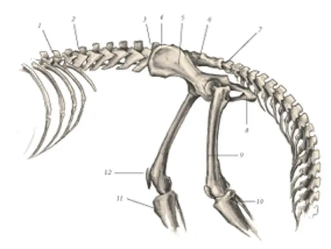 иллюстрация 7 1 12th thoracic vertebra 2 1st lumbar vertebra 3 6th - фото 74