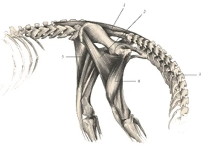 иллюстрация 8 1 Longissimus dorsi 2 Tensor fasciae latae 3 Obliquus - фото 75