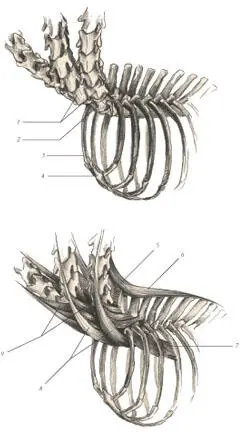 иллюстрации 9 и 10 1 7th cervical vertebra 2 Trithoracic vertebra 3 - фото 76