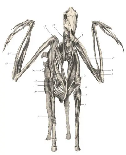 иллюстрация 8 1 Teres minor 2 Triceps brachii 3 Brachialis 4 - фото 84