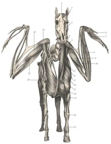 иллюстрация 9 1 Scutularis 2 Levator nasolabialis 3 Masseter 4 - фото 85
